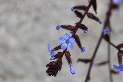 Plumbago caerulea