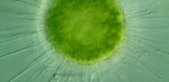 Acanthocystis turfacea