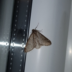 Alsophila aescularia