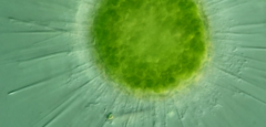 Acanthocystis turfacea