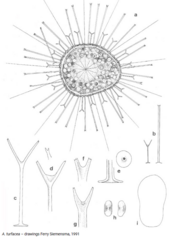 Acanthocystis turfacea