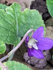 Viola odorata