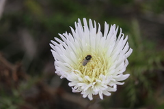 Plectocephalus chilensis