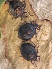 Antiteuchus mixtus