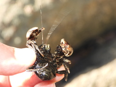 Aegla concepcionensis