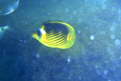 Chaetodon fasciatus