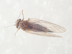 Cacopsylla melanoneura