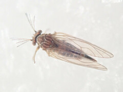 Cacopsylla melanoneura