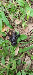 Xylocopa frontalis