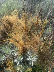 Cuscuta californica