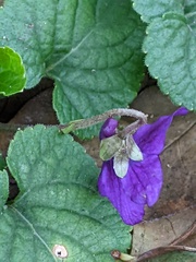 Viola odorata