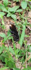 Xylocopa frontalis
