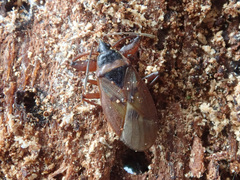 Gastrodes abietum