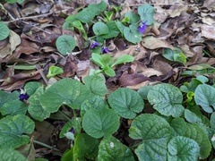 Viola odorata