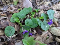 Viola odorata