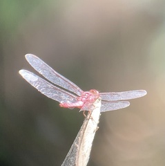 Orthemis discolor
