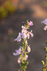 Nuttallanthus texanus