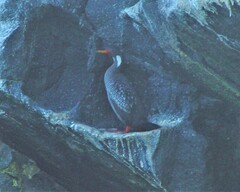 Poikilocarbo gaimardi