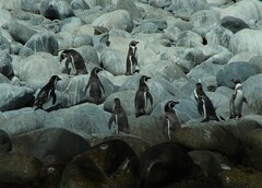 Spheniscus humboldti