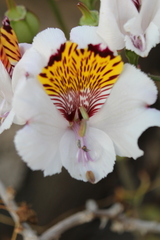 Alstroemeria magnifica