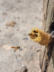 Tetragonisca fiebrigi