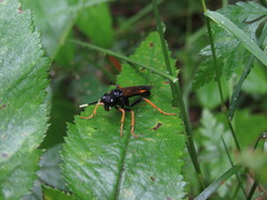 Tenthredo crassa