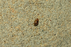 Rhyzobius chrysomeloides