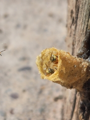 Tetragonisca fiebrigi