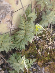 Myriopteris wrightii