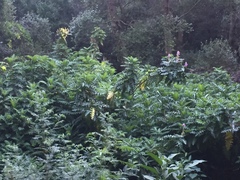 Acanthus polystachyus