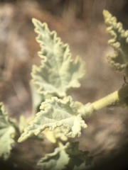 Sphaeralcea axillaris