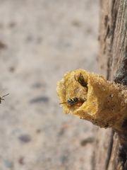 Tetragonisca fiebrigi