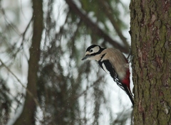Dendrocopos major