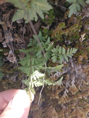 Myriopteris wrightii