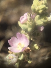 Sphaeralcea axillaris