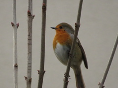 Erithacus rubecula