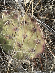 Opuntia macrocentra