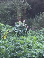 Acanthus polystachyus