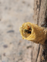 Tetragonisca fiebrigi