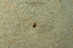 Rhyzobius chrysomeloides