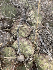 Opuntia macrocentra