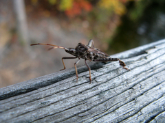 Leptoglossus corculus