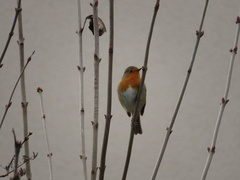 Erithacus rubecula