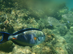 Acanthurus sohal