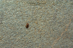 Rhyzobius chrysomeloides