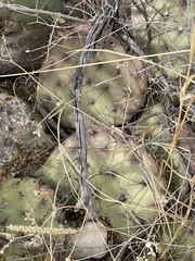 Opuntia macrocentra