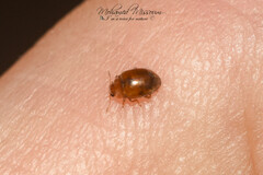 Rhyzobius chrysomeloides