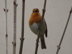 Erithacus rubecula