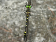 Macromia