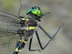 Macromia